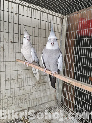 1 pair running cockatiel to be sold